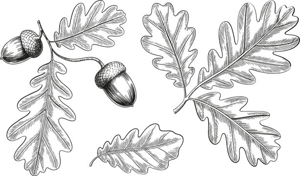Vintage oak leaves illustration, engraved acorn botanical collection isolated vector drawing for nature decorative design elements
