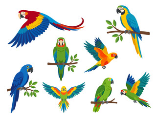 Naklejka premium A collection of colorful tropical parrots in various flying and perching poses.