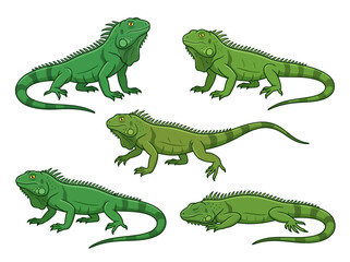 Fototapeta premium A collection of five green iguana illustrations in various poses.