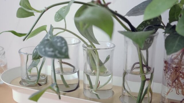 Plant care tips for growing cuttings in water
