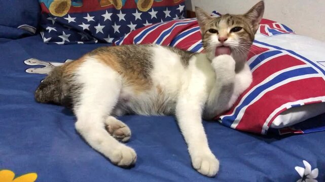 A domestic cat with white, brown, and calico patches is lying on a blue bedspread and licking its paw, such a funny video.