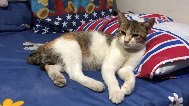 A calico cat with white, brown, and grey patches rests comfortably on a blue bedspread with red and white striped pillows.
