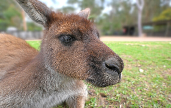 Close up of a kangaroo face