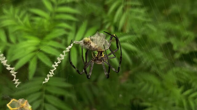 Spider Wrapping Captured Insect in Silk on Orb Web, Predator Feeding Behavior, Macro Wildlife, Nature Documentary, 4K Stock Footage