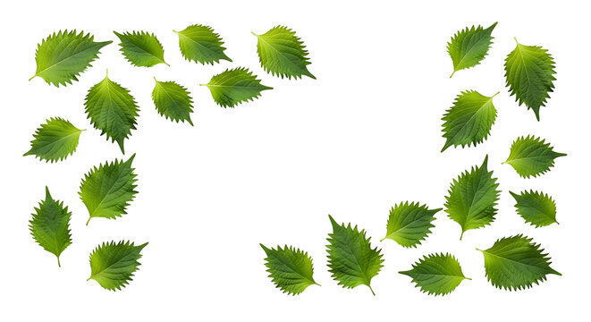 Fresh green perilla leaves with distinct serrated edges scattered across a transparent background, creating a natural border