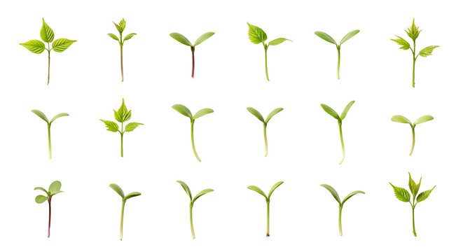 Fresh green plant sprouts and young seedlings, isolated on transparent background, representing new life and growth.