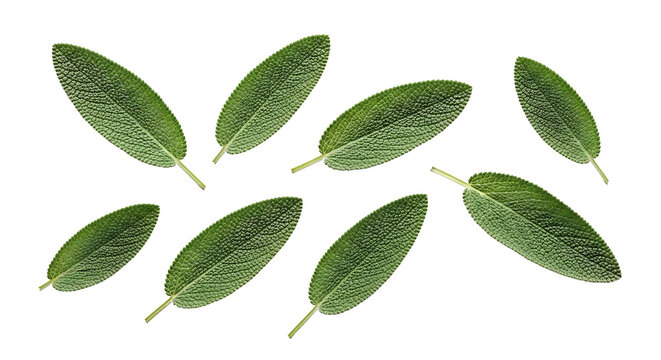 Fresh green sage leaves scattered and isolated on a transparent background, showcasing their natural texture and vibrant color in a clean studio shot