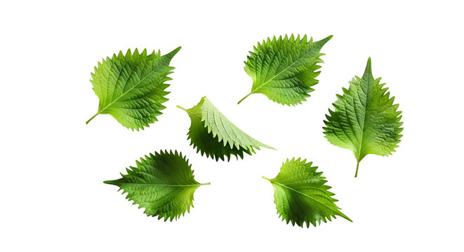 Fresh green shiso leaves with serrated edges, isolated on a transparent background, showcasing their natural texture and vibrant color.