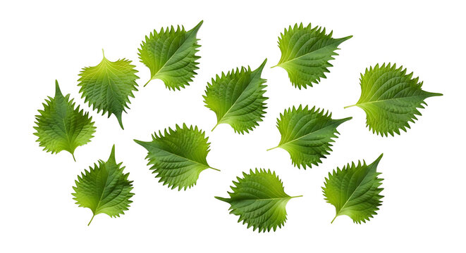 Multiple fresh green shiso leaves with serrated edges scattered on a transparent background, highlighting their natural texture and vibrant color
