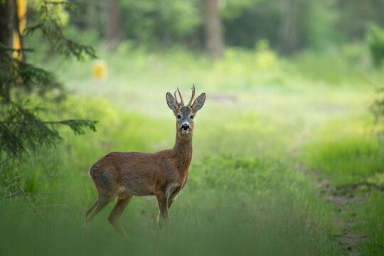 roe deer in the woods