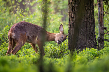 roe deer in the forest © Lena
