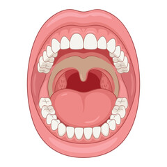 Human Mouth Anatomy Illustration © MH Soykot