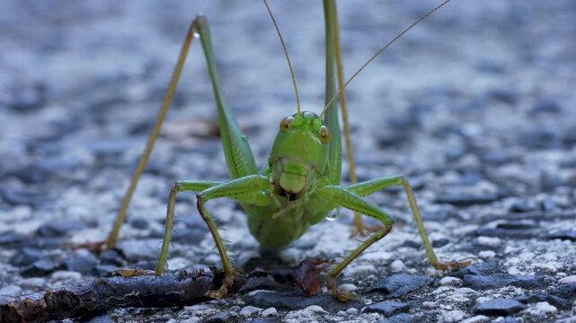 ミミズを食べているキリギリス(ニシキリギリス)の4K動画