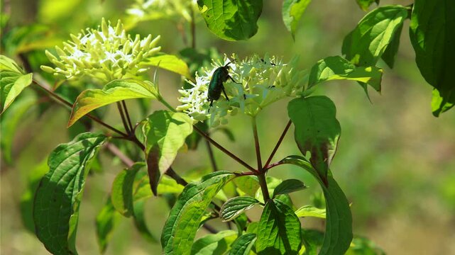 Close-up video of a golden rose chafer beetle feeding on a blooming dogwood flower. Macro nature scene highlighting insect behavior, pollination, biodiversity, and ecosystem life.