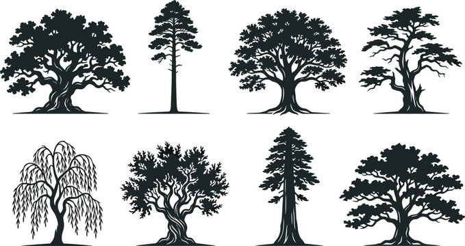 Vector bundle of diverse tree silhouettes featuring oak pine willow redwood sequoia olive and ancient gnarled tree shapes