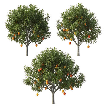 Three realistic 3D rendered mango trees with ripe fruit and green foliage, isolated on a transparent background for design projects