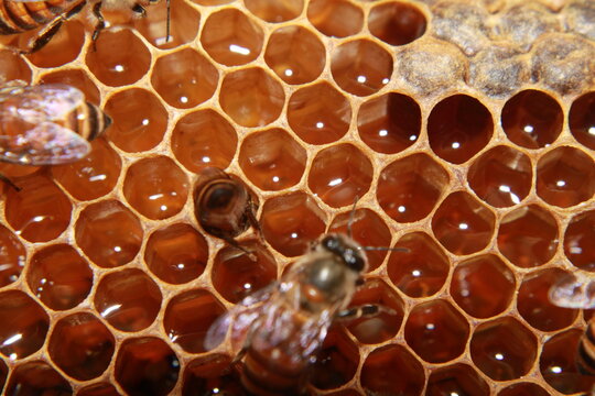 Detailed macro image of Indian honey bees Apis cerana indica actively working on a honey-filled honeycomb. The close-up reveals intricate wing patterns, wax cells, and cooperative colony behavior