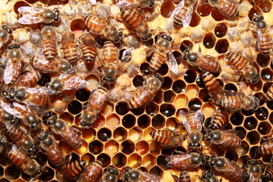 Indian honey bee colony Apis cerana indica covering a natural honeycomb. The image showcases worker bees protecting brood cells while maintaining the hive. Perfect for beekeeping, pollination