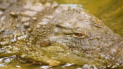 Fototapeta premium Crocodile eye watching camera in murky water