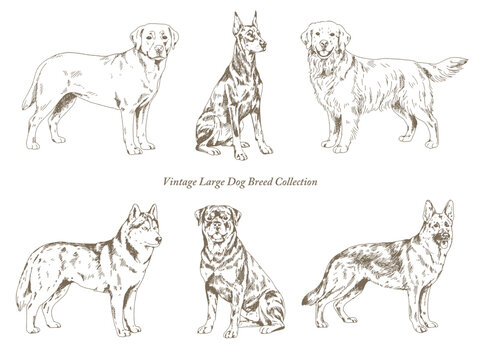 Vintage Large Dog Breed Collection, Hand Drawn Engraving Style Illustration Set