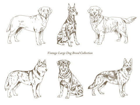 Vintage Large Dog Breed Collection, Hand Drawn Engraving Style Illustration Set