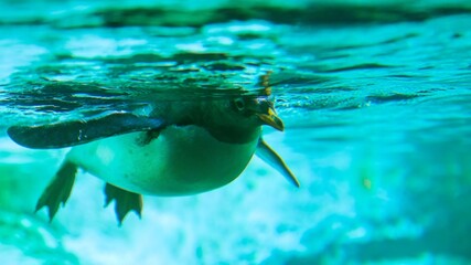 Penguin swimming gracefully underwater in blue water © Iván Moreno