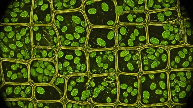 Microscopic view of green plant cells and chloroplasts