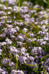 Obraz premium The Phlox subulata, creeping phlox, moss phlox, moss pink, mountain phlox in spring garden.