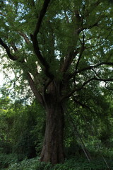 Fototapeta premium Mature Tamarind tree Tamarindus indica featuring a massive trunk and expansive canopy in a natural landscape. Known for its longevity, edible fruit, medicinal value, and ecological importance