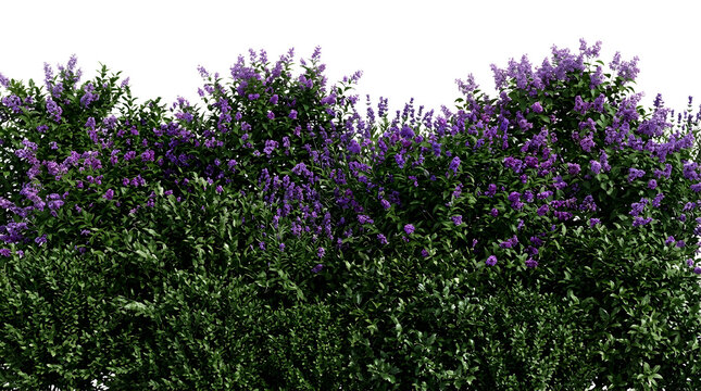 Flower hedge PNG transparent background
