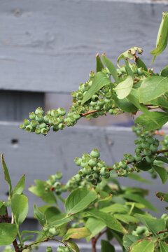 収穫前の青いブルーベリー。初夏の果樹や家庭菜園、農園、自然をイメージした写真素材。