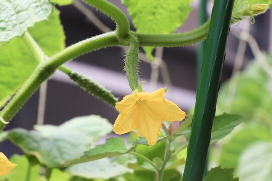 黄色い花と実をつけ始めたキュウリ。家庭菜園や野菜栽培、夏野菜の成長をイメージした写真素材。