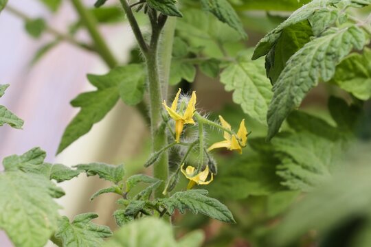実がつき始めたミニトマト。家庭菜園や夏野菜、野菜栽培の成長をイメージした写真素材。