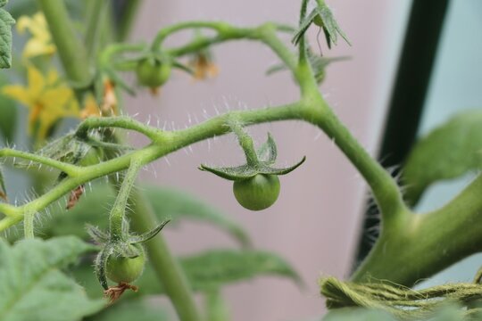 実がつき始めたミニトマト。家庭菜園や夏野菜、野菜栽培の成長をイメージした写真素材。
