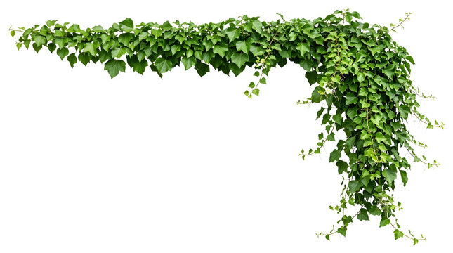 Ivy border PNG transparent background