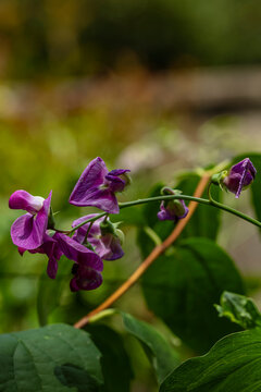 Fleurs violette "pois de senteurs " - Lathyrus odoratus