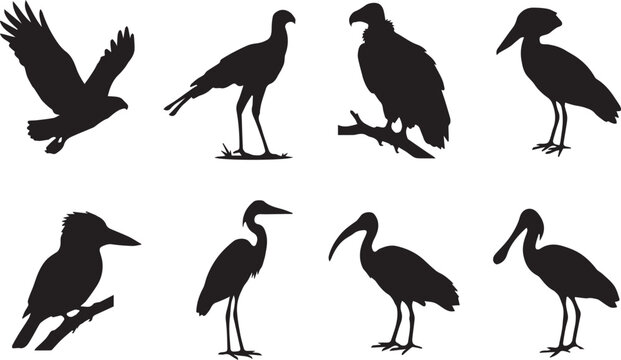 Wild birds silhouettes collection, predatory and African wading birds vector illustration