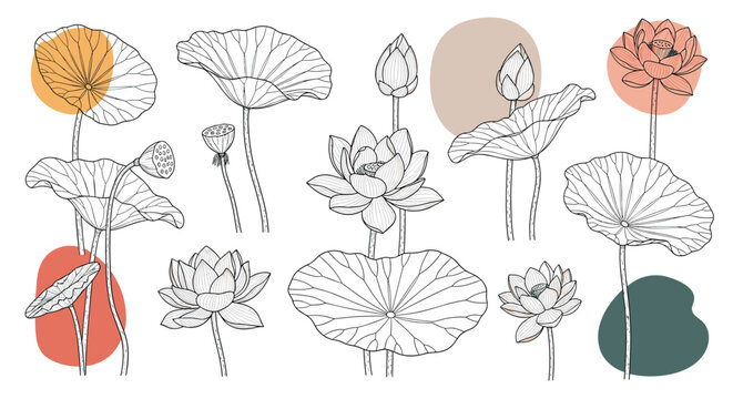 Elegant black and white line art sketches of lotus flowers and large leaves with soft colorful background blobs.