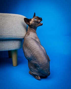 Gray Canadian Sphynx Cat with Blue Eyes in Studio on Blue Background, Hairless Pedigree Feline Portrait, Elegant Domestic Pet Looking at Camera, High Quality Professional Photography