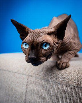 Gray Canadian Sphynx Cat with Blue Eyes in Studio on Blue Background, Hairless Pedigree Feline Portrait, Elegant Domestic Pet Looking at Camera, High Quality Professional Photography
