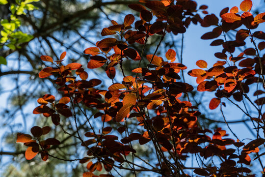 Foliage of Cotinus coggygria 'Royal Purple' with burgundy-purple leaves form a dense canopy against blue sky. Branches creating graceful silhouette. Leaves has smooth oval shape with pointed tips