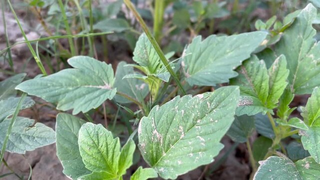 Sesame leaves in the fields 