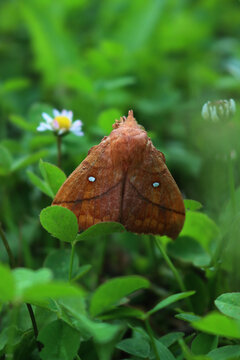 Odonestis pruni, also known as the plum lappet moth or the plum eggar, on a white clover flower in the field