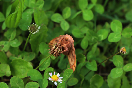 Odonestis pruni, also known as the plum lappet moth or the plum eggar, on a white clover flower in the field