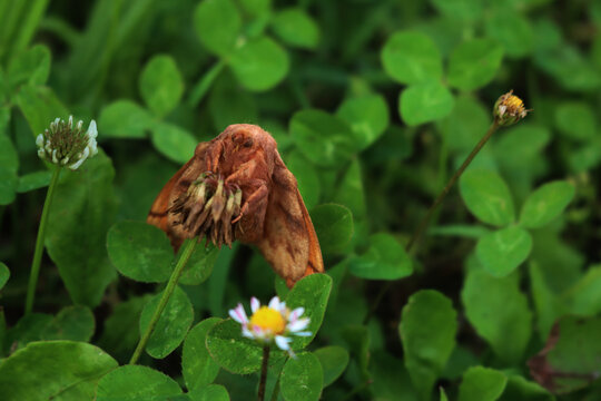 Odonestis pruni, also known as the plum lappet moth or the plum eggar, on a white clover flower in the field