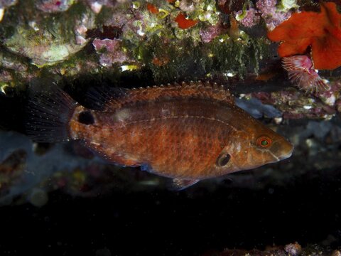 An orange-red Mediterranean wrasse (Symphodus mediterraneus) swims amongst colourful marine life on a reef, at the Cap de Creus Marine Protected Area dive site, Rosas, Costa Brava, Spain, Mediterranean Sea