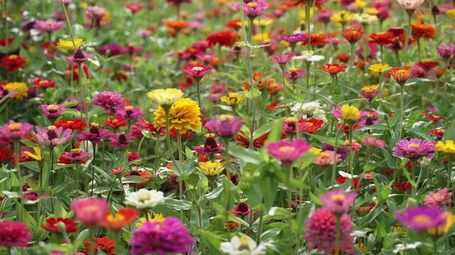 Field of colorful zinnia flowers in bloom