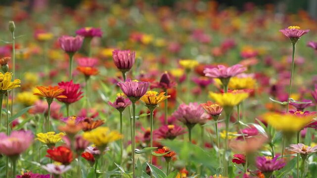 Field of colorful zinnia flowers in bloom