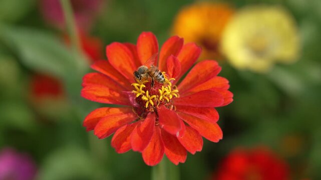 Honey bee pollinating a red yellow zinnia flower in a garden