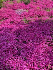  一面の芝桜 © F-LiNQ